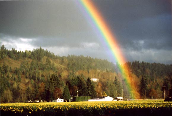 "It's Raining Daffodils"