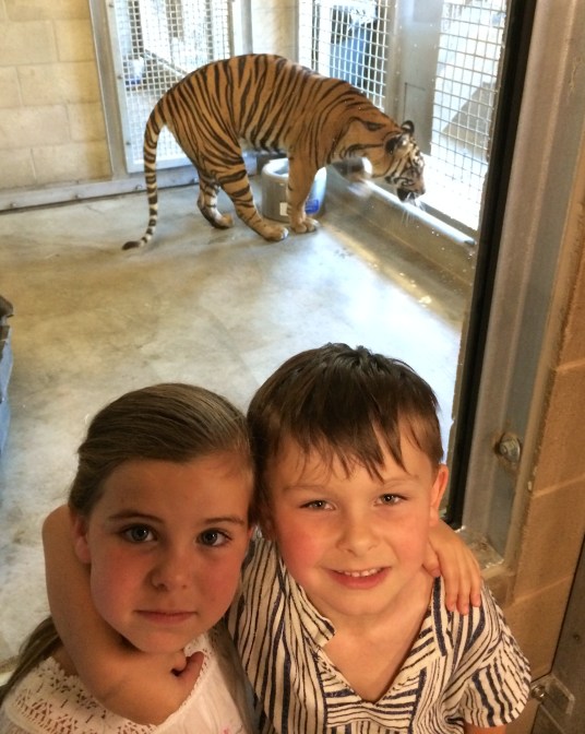 Back Scenes Tour San Diego Wild Nature Park: Tiger's House July 18. 